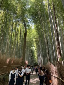 Bamboo Grove - Kyoto